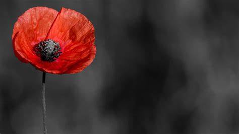 Remembrance Sunday 2023